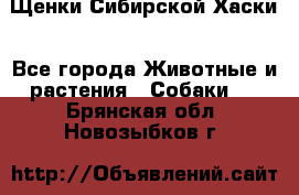 Щенки Сибирской Хаски - Все города Животные и растения » Собаки   . Брянская обл.,Новозыбков г.